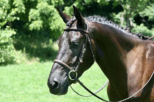 all-around-friesian-horse