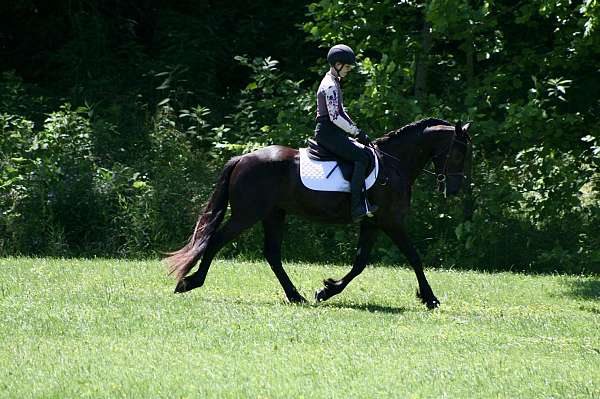 athletic-friesian-horse
