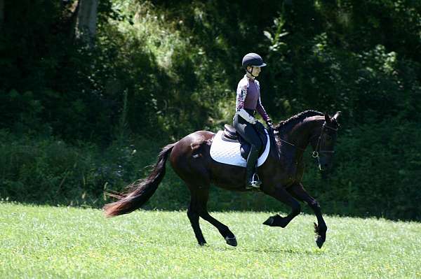beginner-friesian-horse