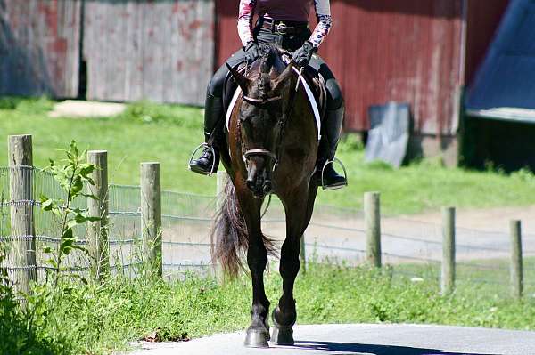 classical-friesian-horse