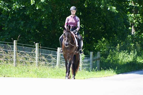 cross-friesian-horse
