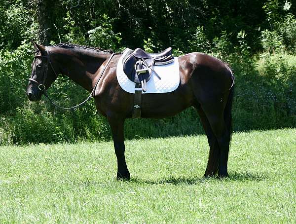 dressage-friesian-horse