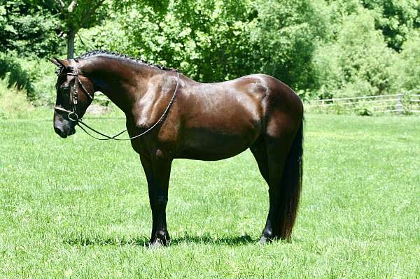 sporthorse-friesian-horse