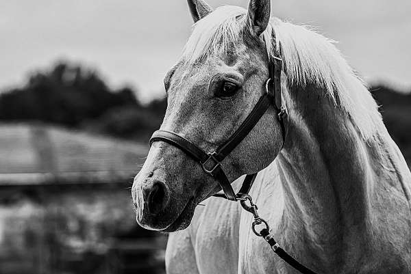 ability-palomino-horse