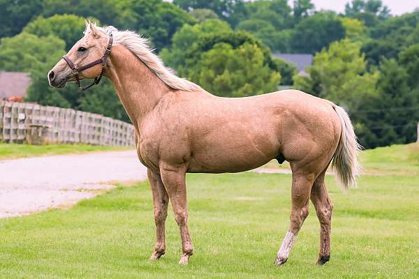 and-easy-to-handle-palomino-horse