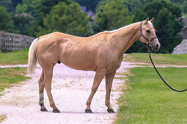 and-willing-palomino-horse