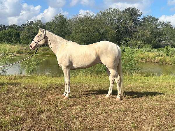 advanced-quarter-horse