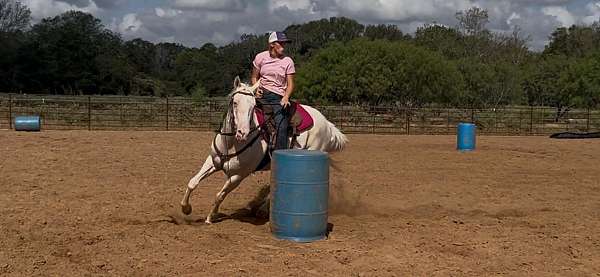 all-quarter-horse