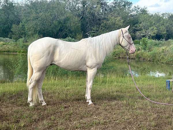 aqha-cremello-gelding