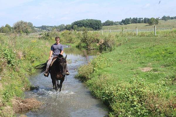 husband-safe-draft-donkey