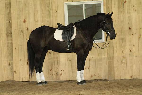 mounted-patrol-draft-donkey