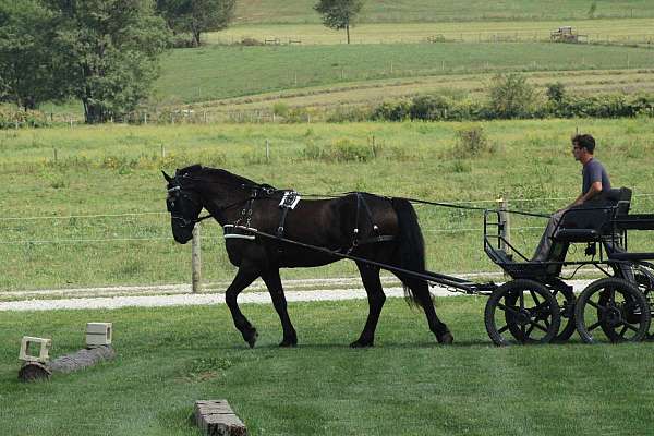 ridden-english-draft-donkey