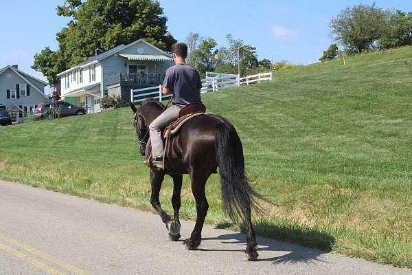 trail-draft-donkey