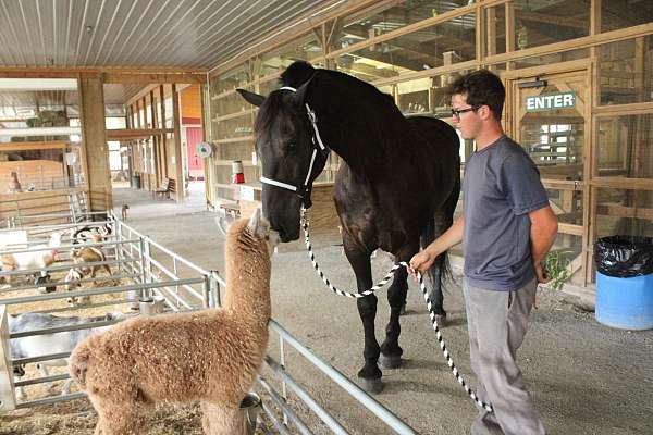 horses-forsale-gelding