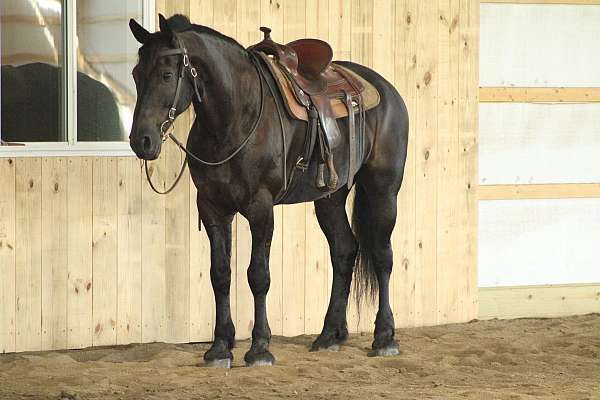good-broke-trail-donkey-draft