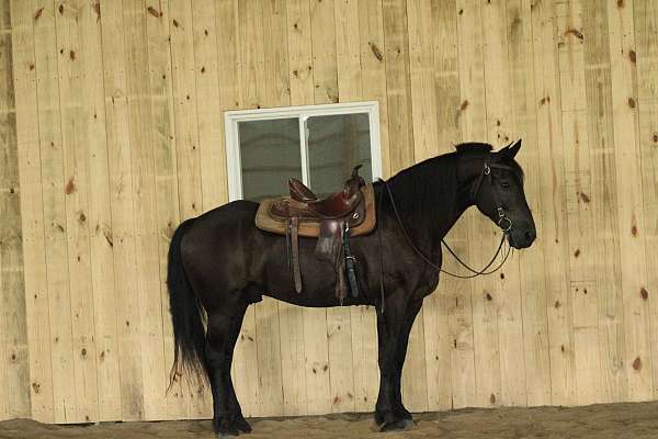 trail-riding-draft-donkey