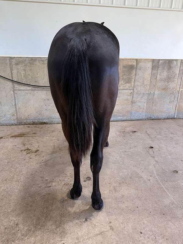 cee-gelding