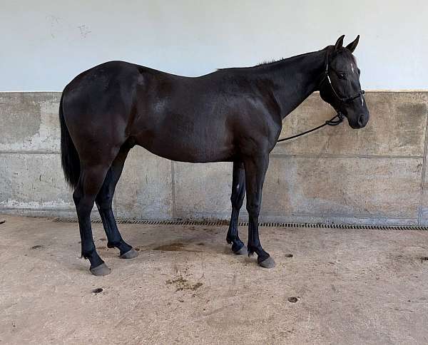 cee-booger-red-gelding