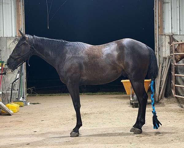 cee-booger-red-quarter-horse