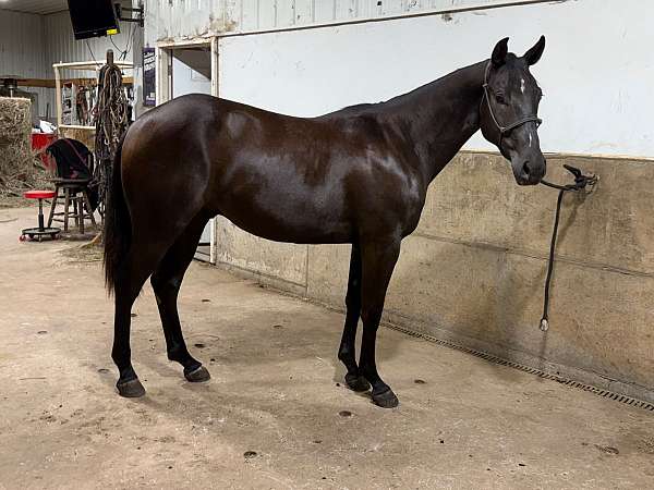 all-quarter-horse