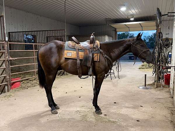 all-around-quarter-horse