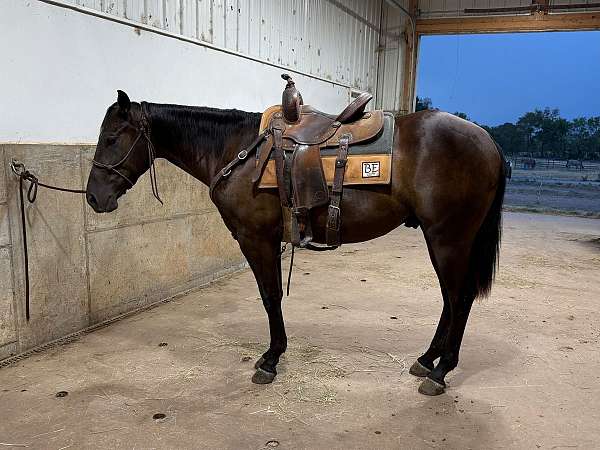 pro-rodeo-gelding