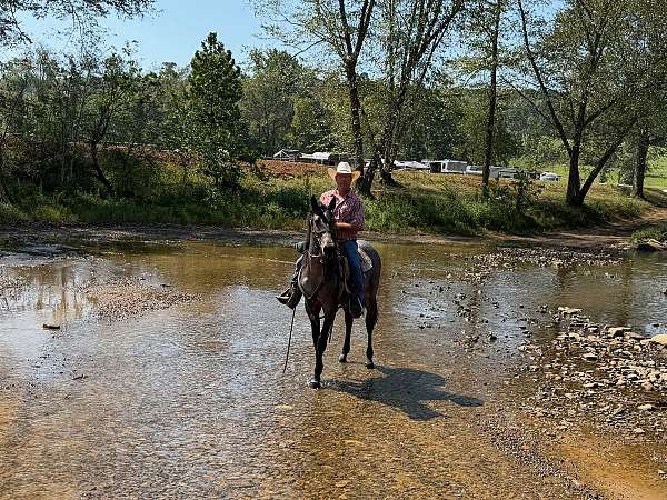 first-time-draft-horse