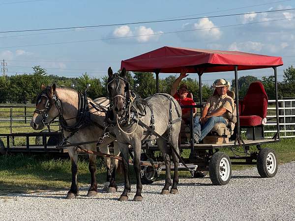 halter-broke-draft-horse