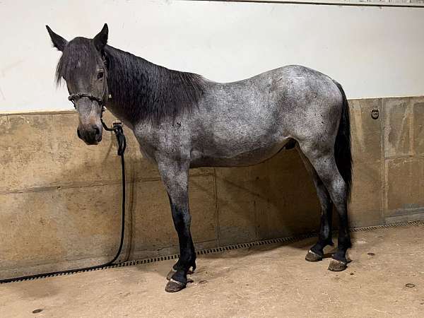 handle-draft-horse