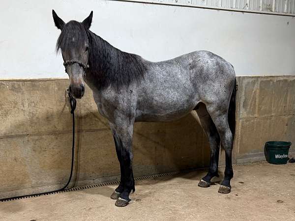 new-draft-horse