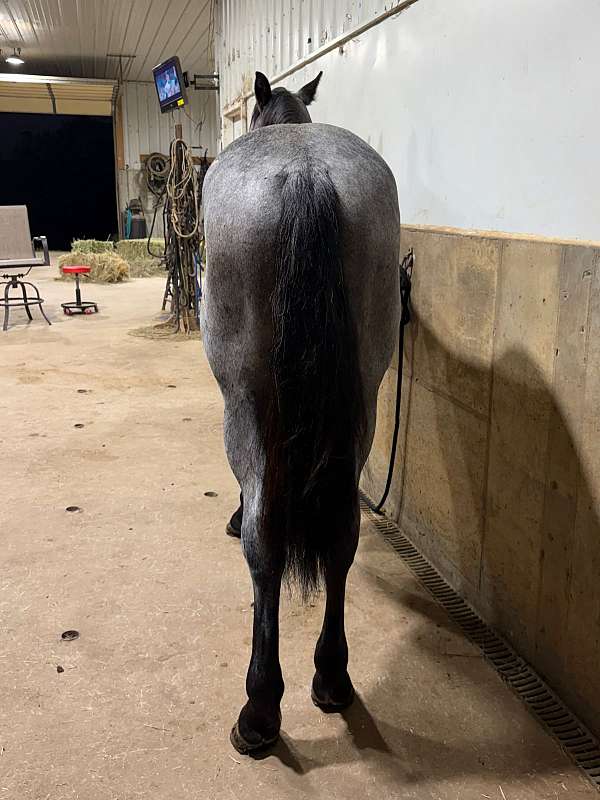 pistol-draft-horse