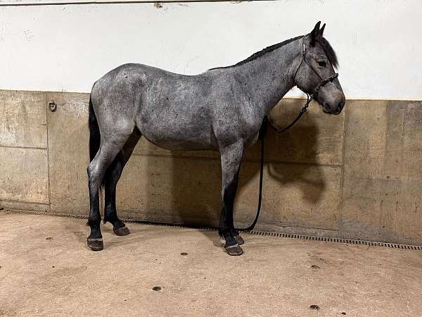 riding-driving-draft-horse