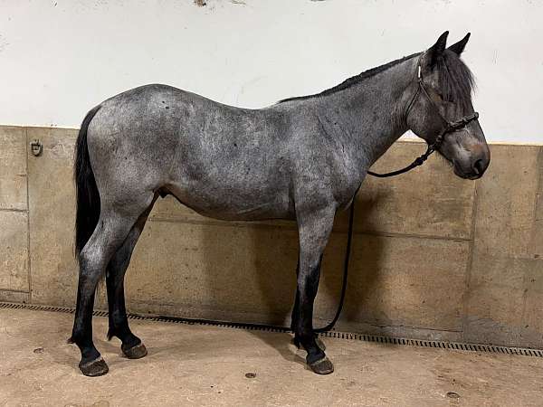 stall-draft-horse