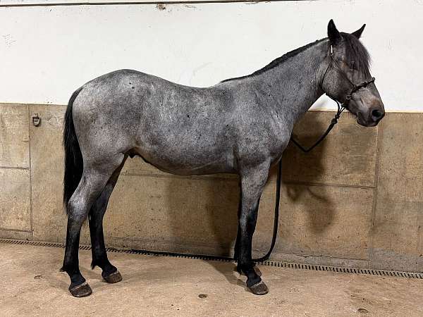 first-draft-horse