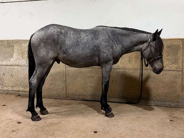 quarter-gelding-draft-horse