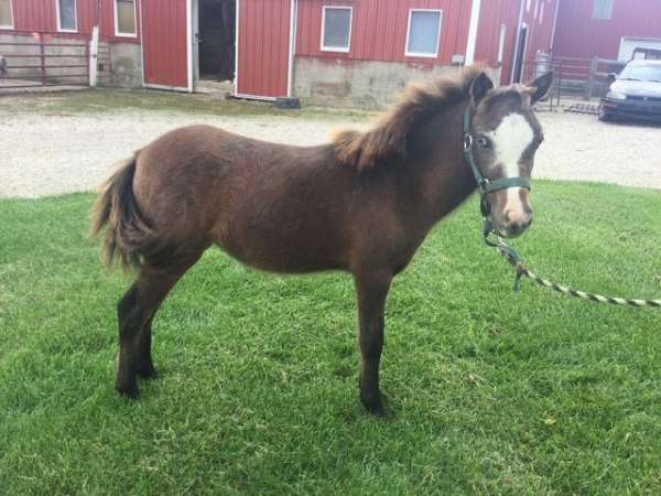 mini-filly-paint-horse
