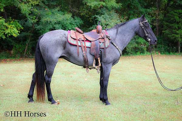 traine-kentucky-mountain-horse