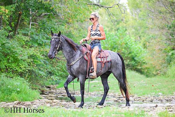 blue-roan-traine-horse