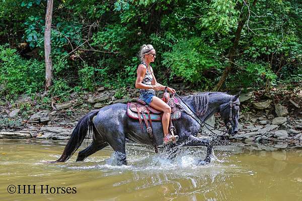 all-around-kentucky-mountain-horse