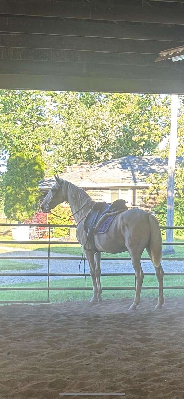 breeding-saddlebred-horse
