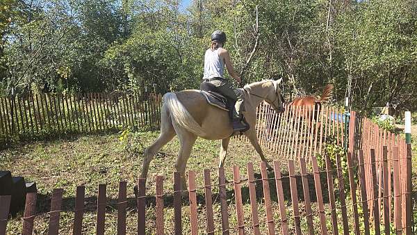 english-pleasure-saddlebred-horse