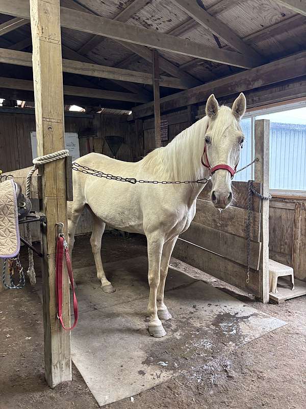 champagne-saddle-seat-horse