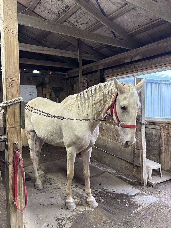 champagne-saddlebred-for-sale