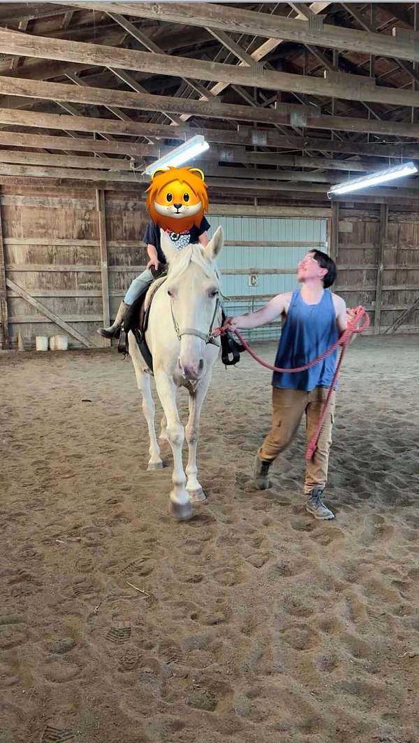companion-saddlebred-horse