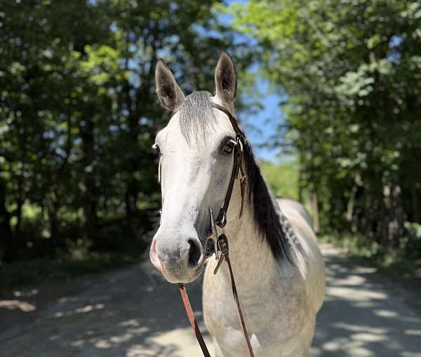 all-around-quarter-horse