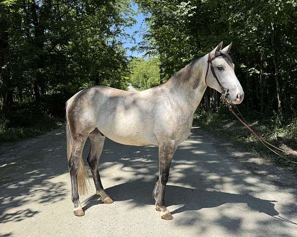 athletic-quarter-horse