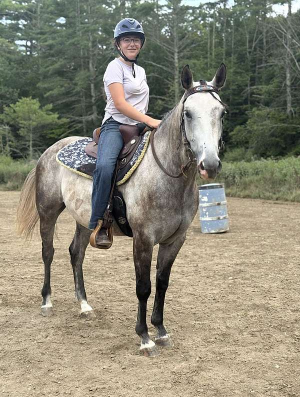barrel-quarter-horse