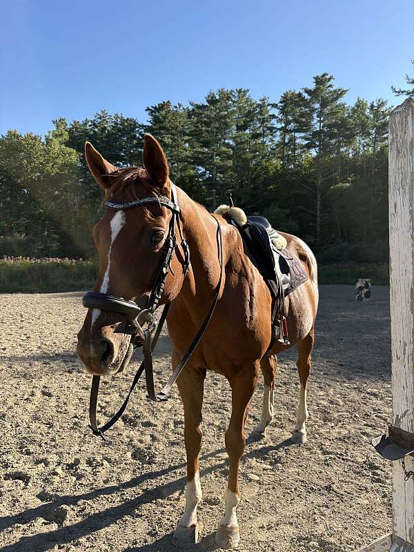 all-around-thoroughbred-horse