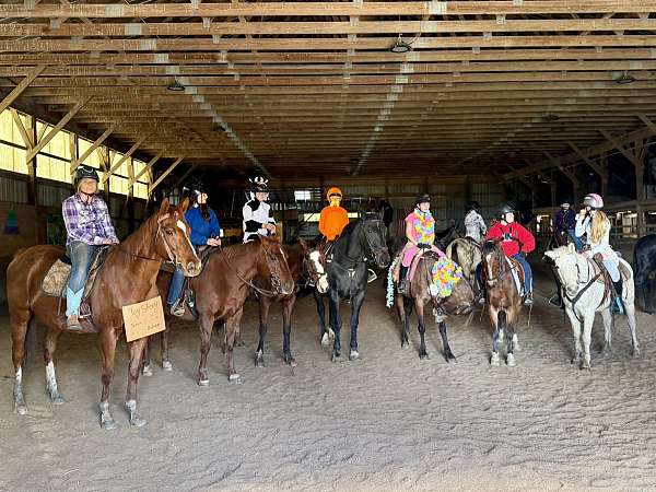 advanced-thoroughbred-horse