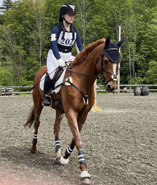 breeding-thoroughbred-horse